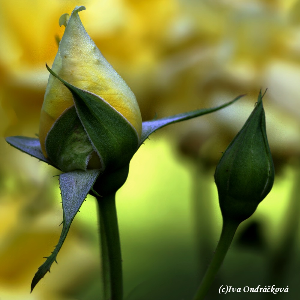 Royal Gold