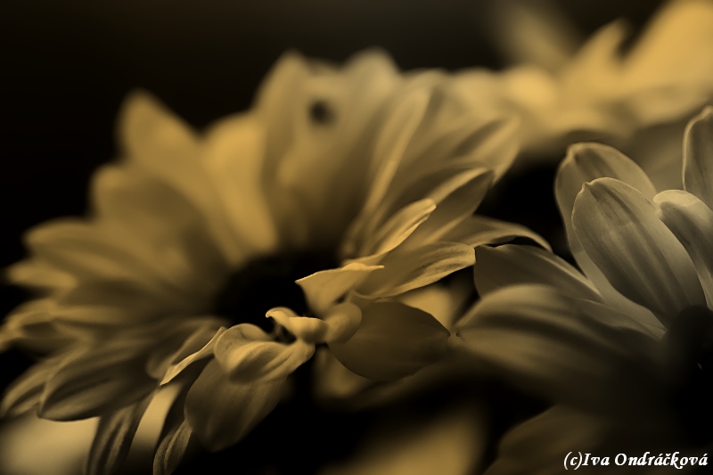 Argyranthemum