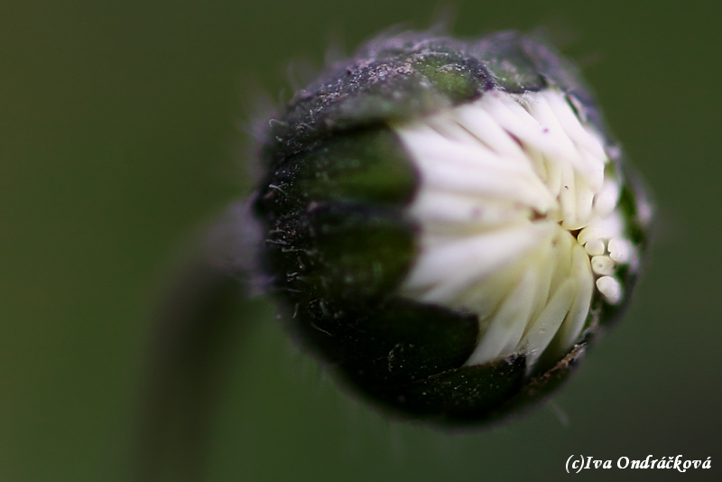 Bellis