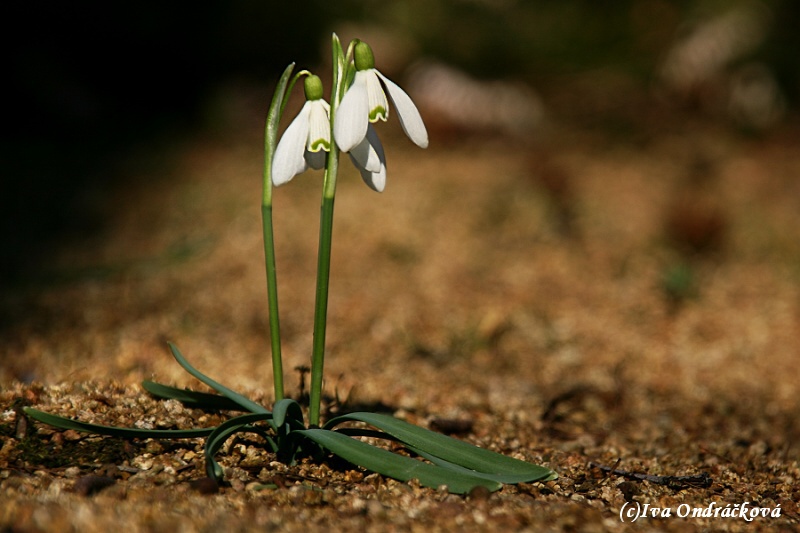 Galanthus L