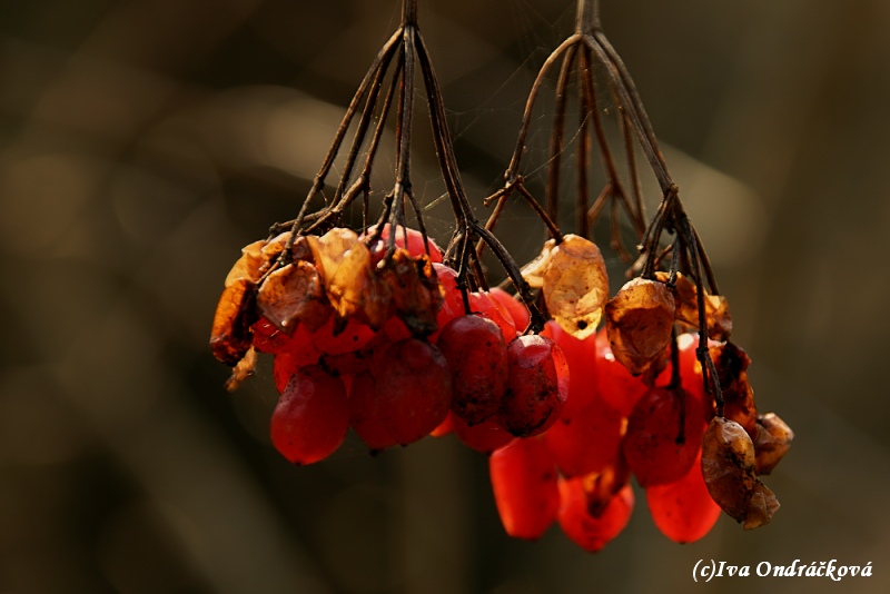 Sorbus aucuparia
