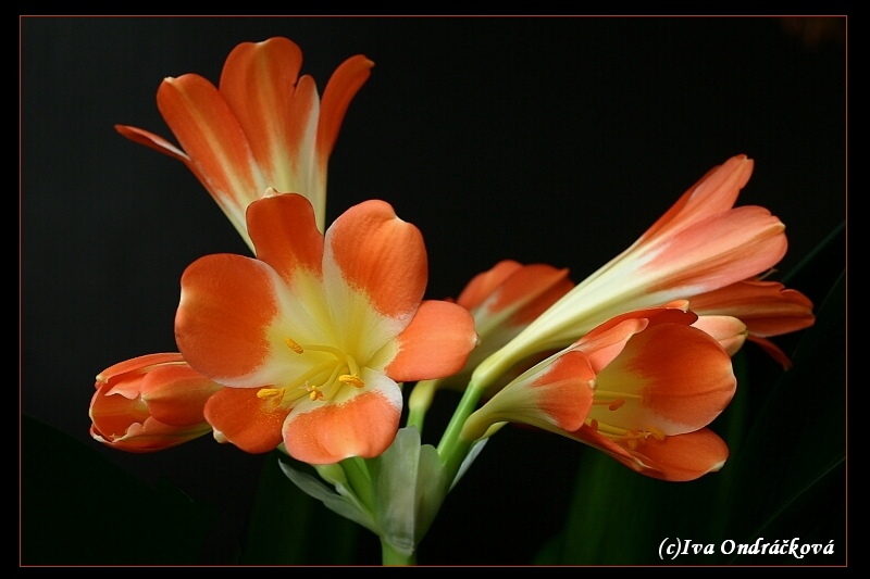 Clivia