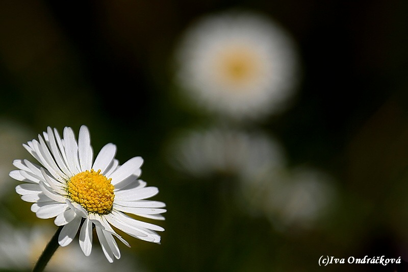 Bellis perennis