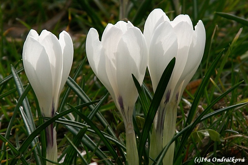 Crocus vernus