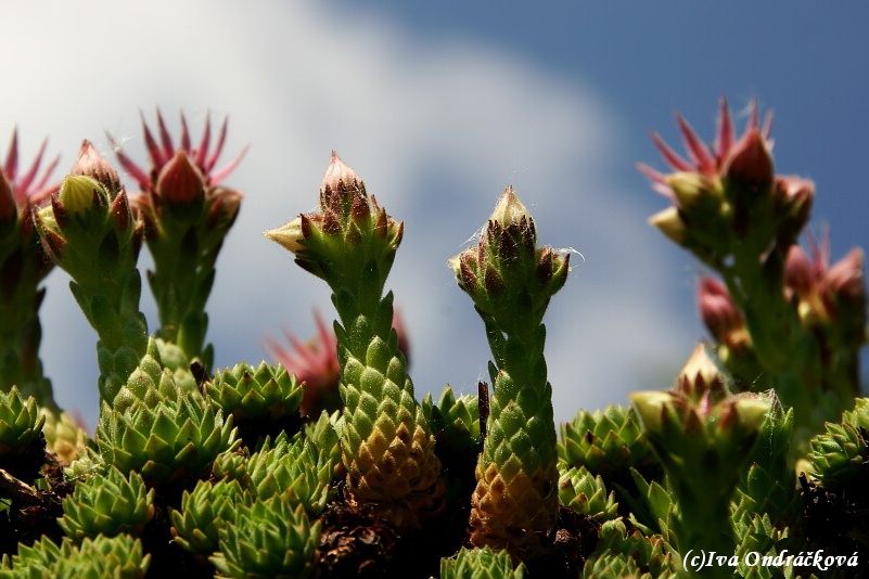 Sempervivum
