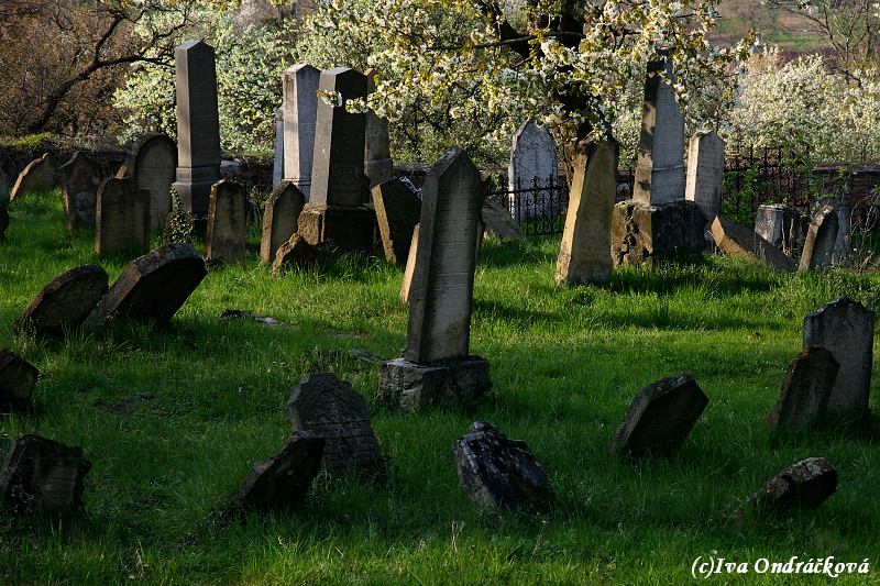 Židovský hřbitov VIII