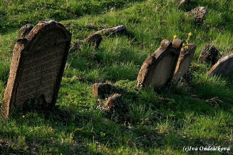 Židovský hřbitov XII