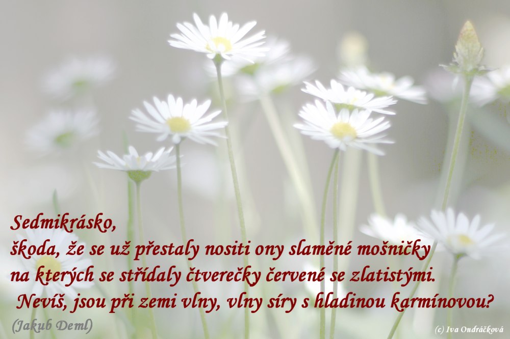 sedmikráska