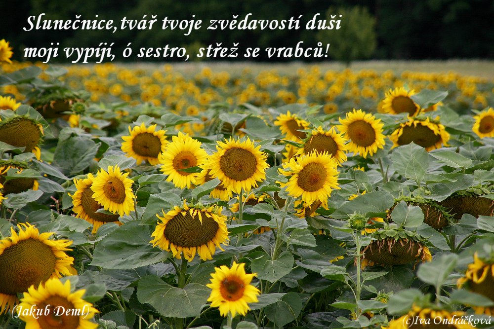 slunečnice