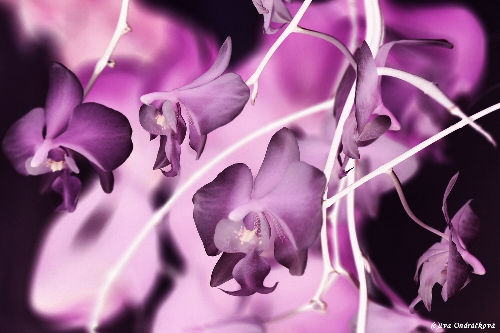 magická orchidej