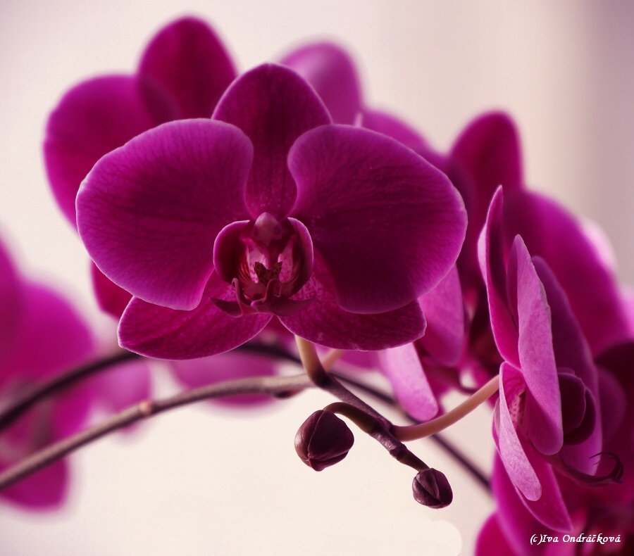 orchidej I