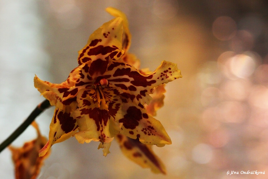 orchidej II