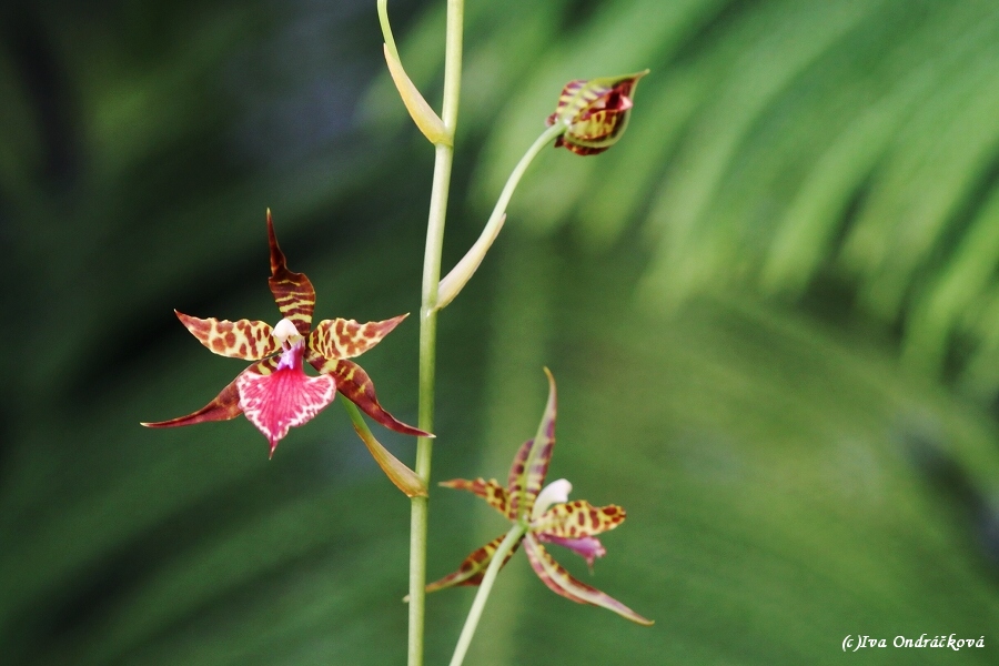 orchidejka