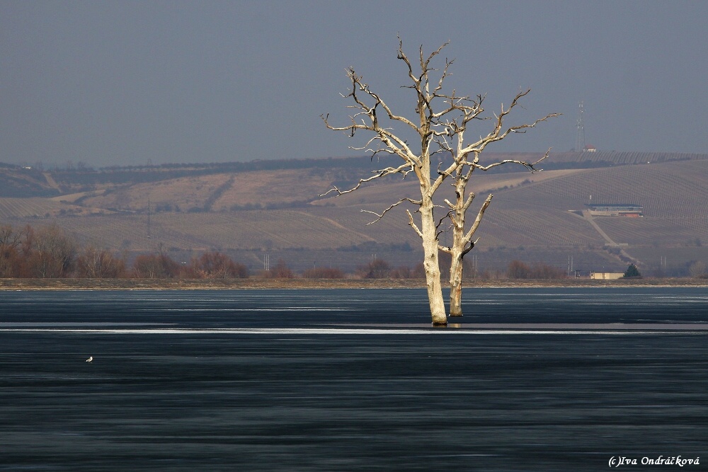 Pálavská dominanta 