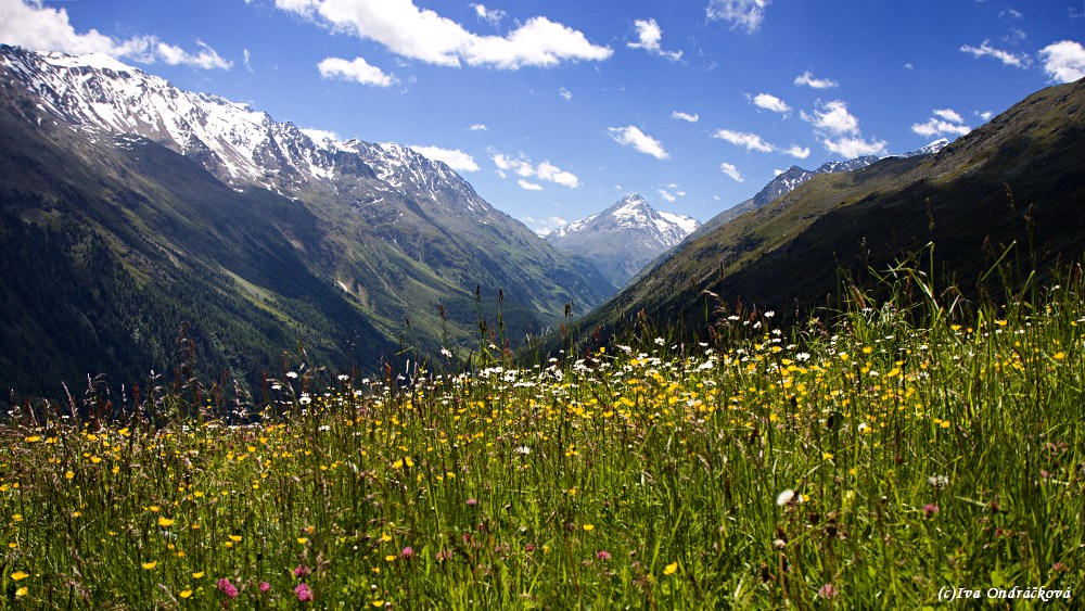 alpská louka