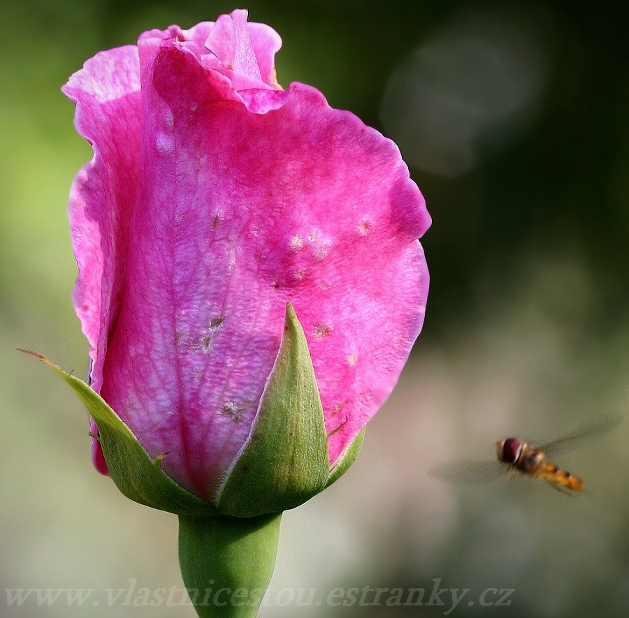 rose I