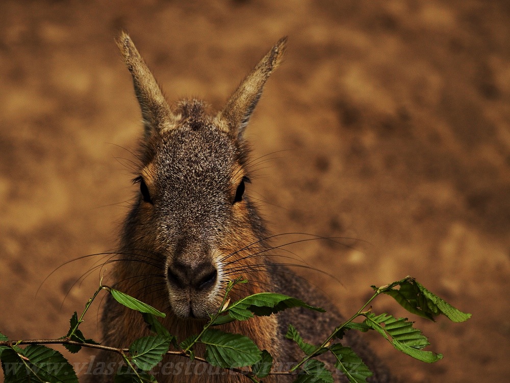Mara
