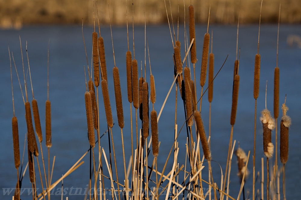 Typha latifolia L.