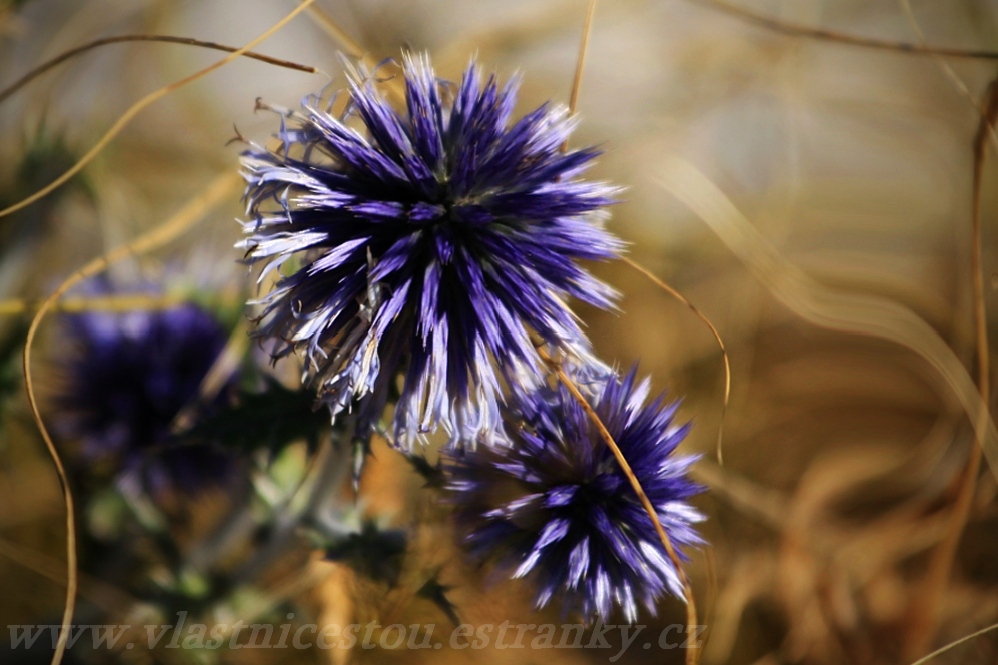 Echinops ritro