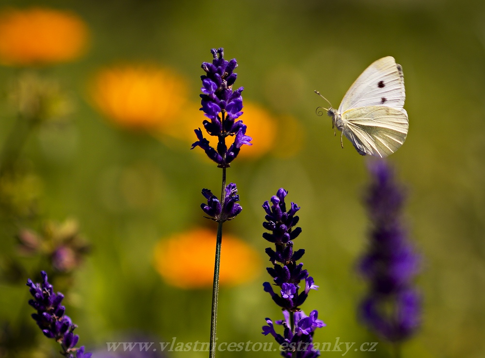 Pieris rapae I