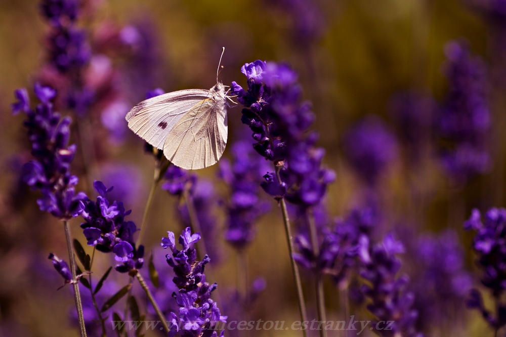 Pieris rapae