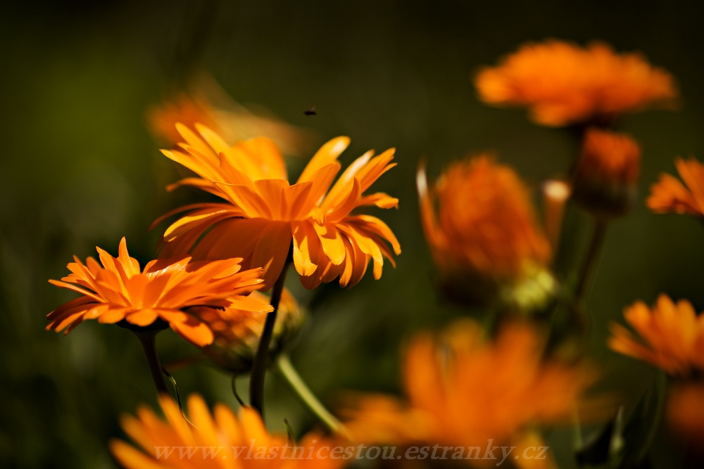 Calendula officinalis L