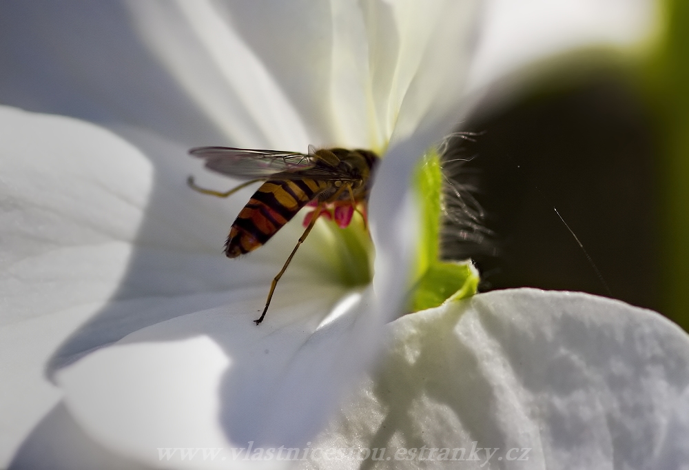 Syrphidae