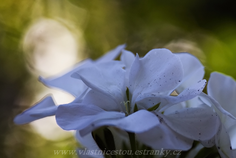 Pelargonium peltatum