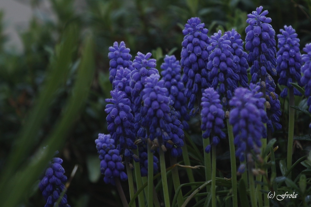 Muscari neglectum