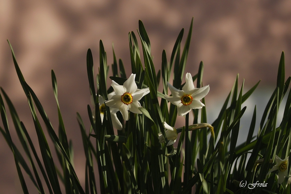 Narcissus poëticus