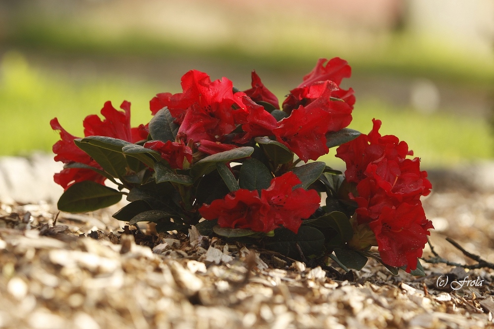 red flowering rhododendrons