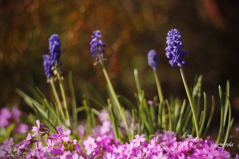 Muscari neglectum I
